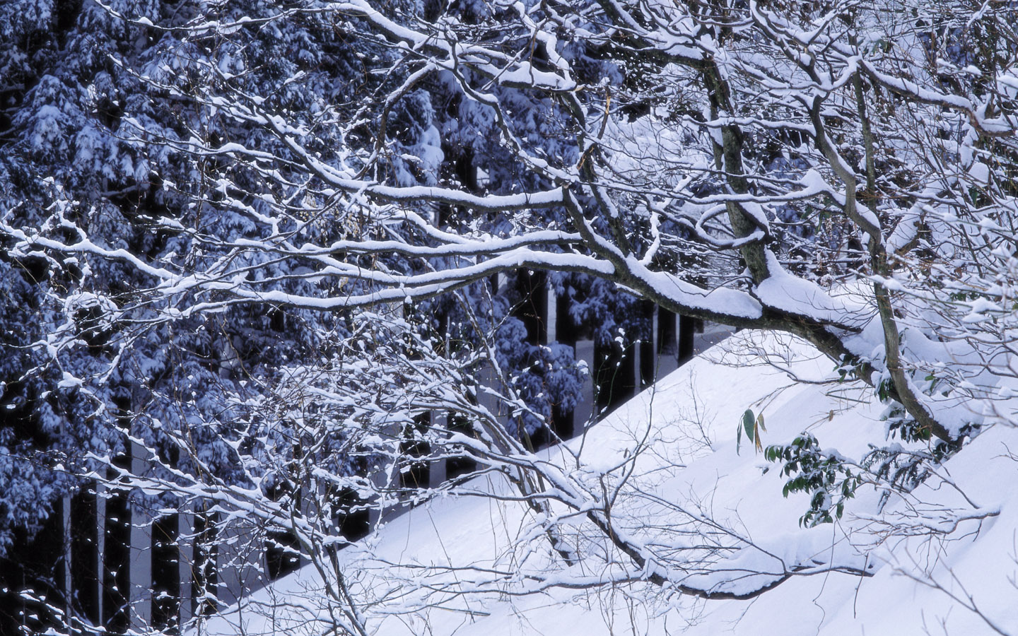 1440900 Widecscreen Snow Winter Wallpaper - Winter Snow Scene