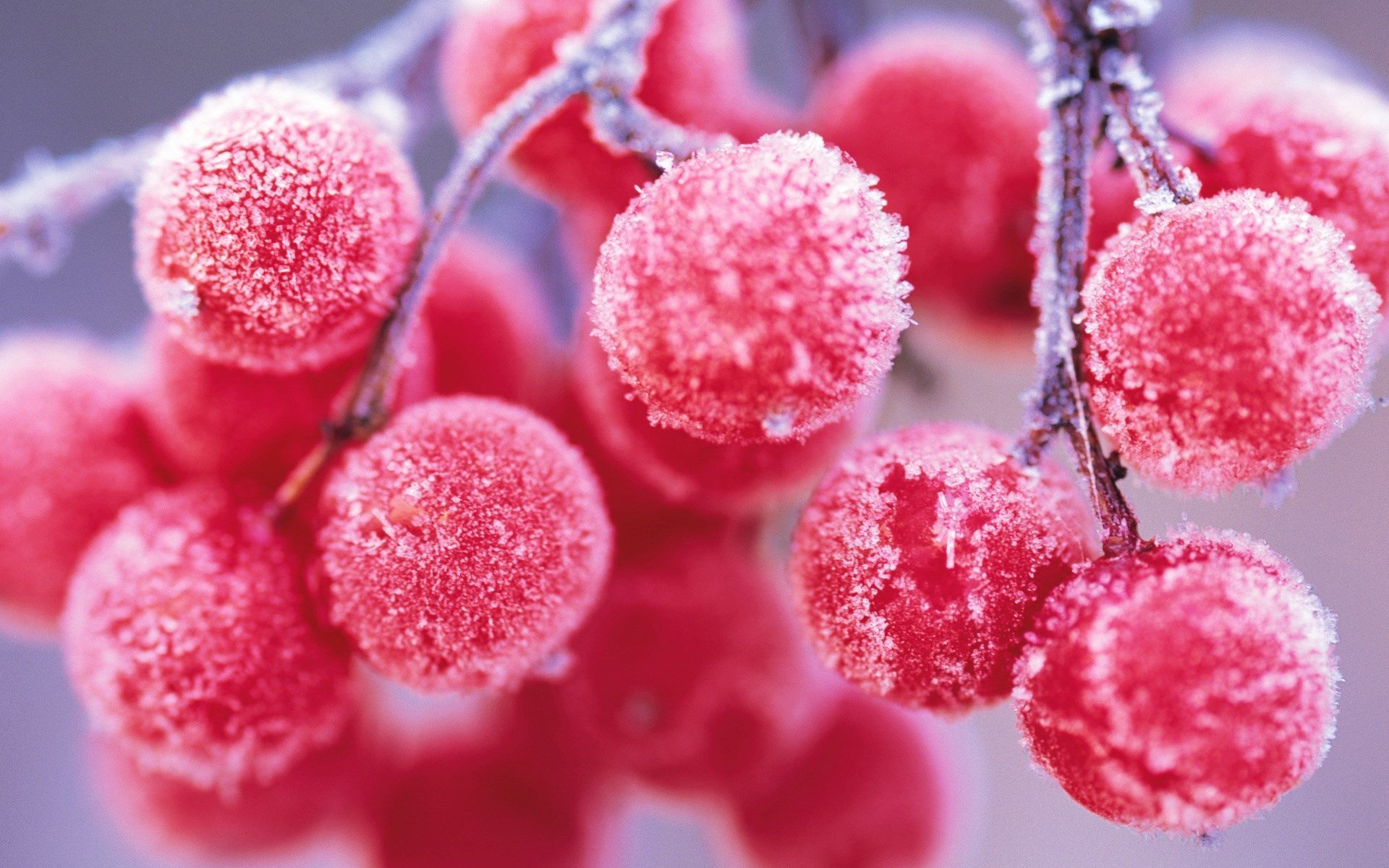 Red Berries Winter Nature Wallpapers Wallpaper Download