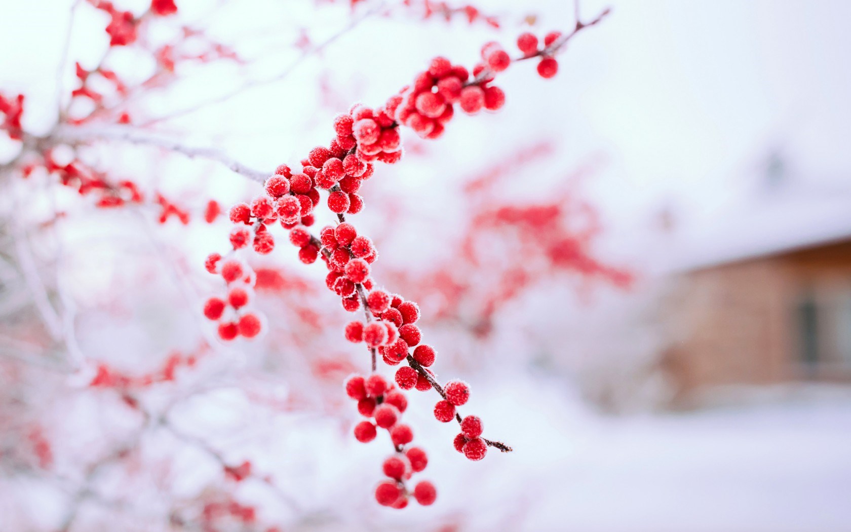 Red Berries Winter Nature