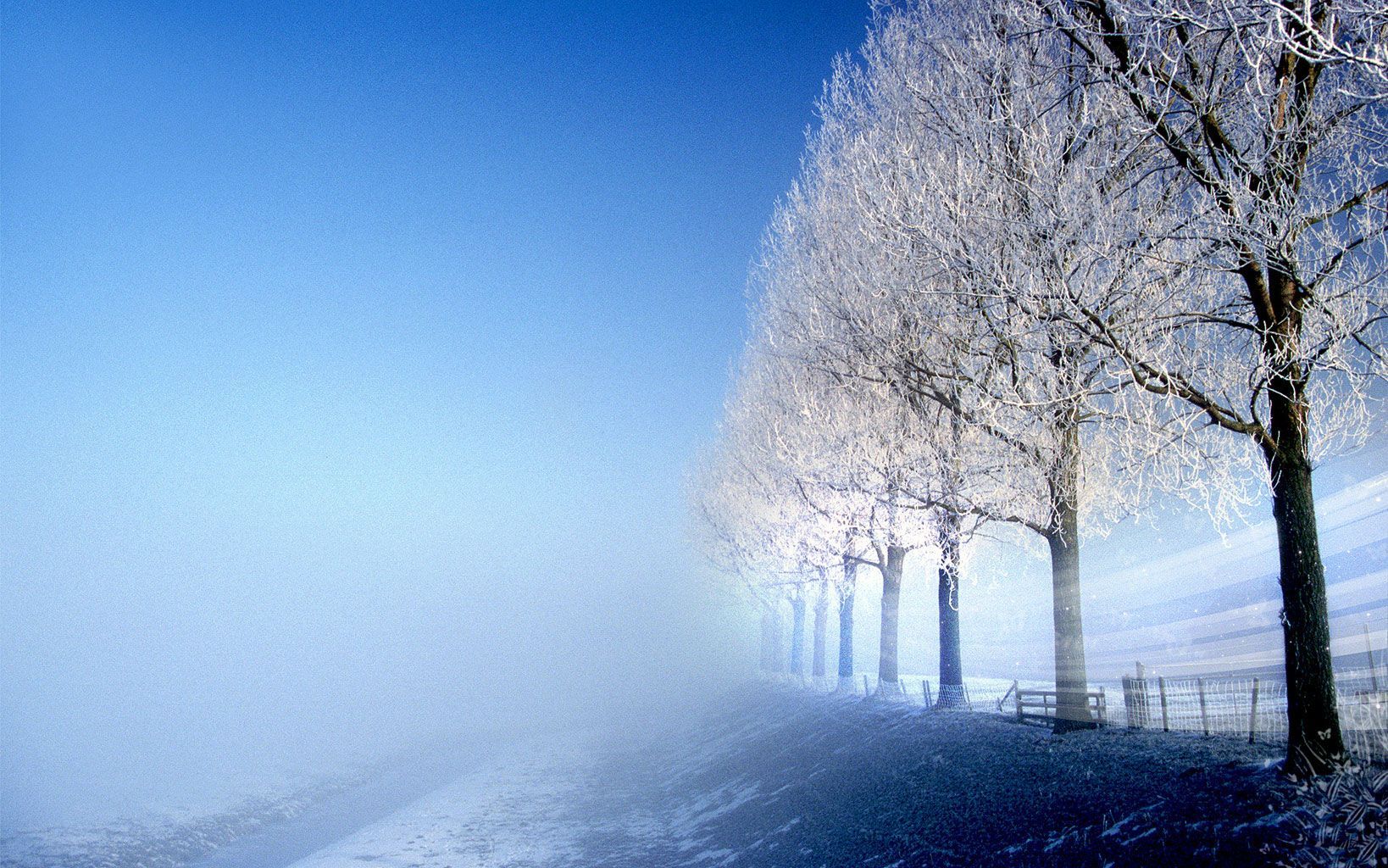 Freezing Winter Trees Tablet Phone Wallpaper Background - Album