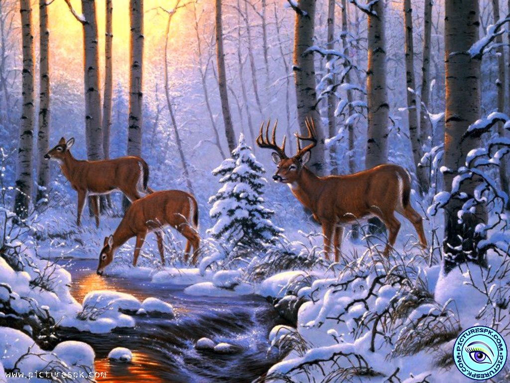 View Winter Scene Picture Wallpaper in 1024x768 Resolution
