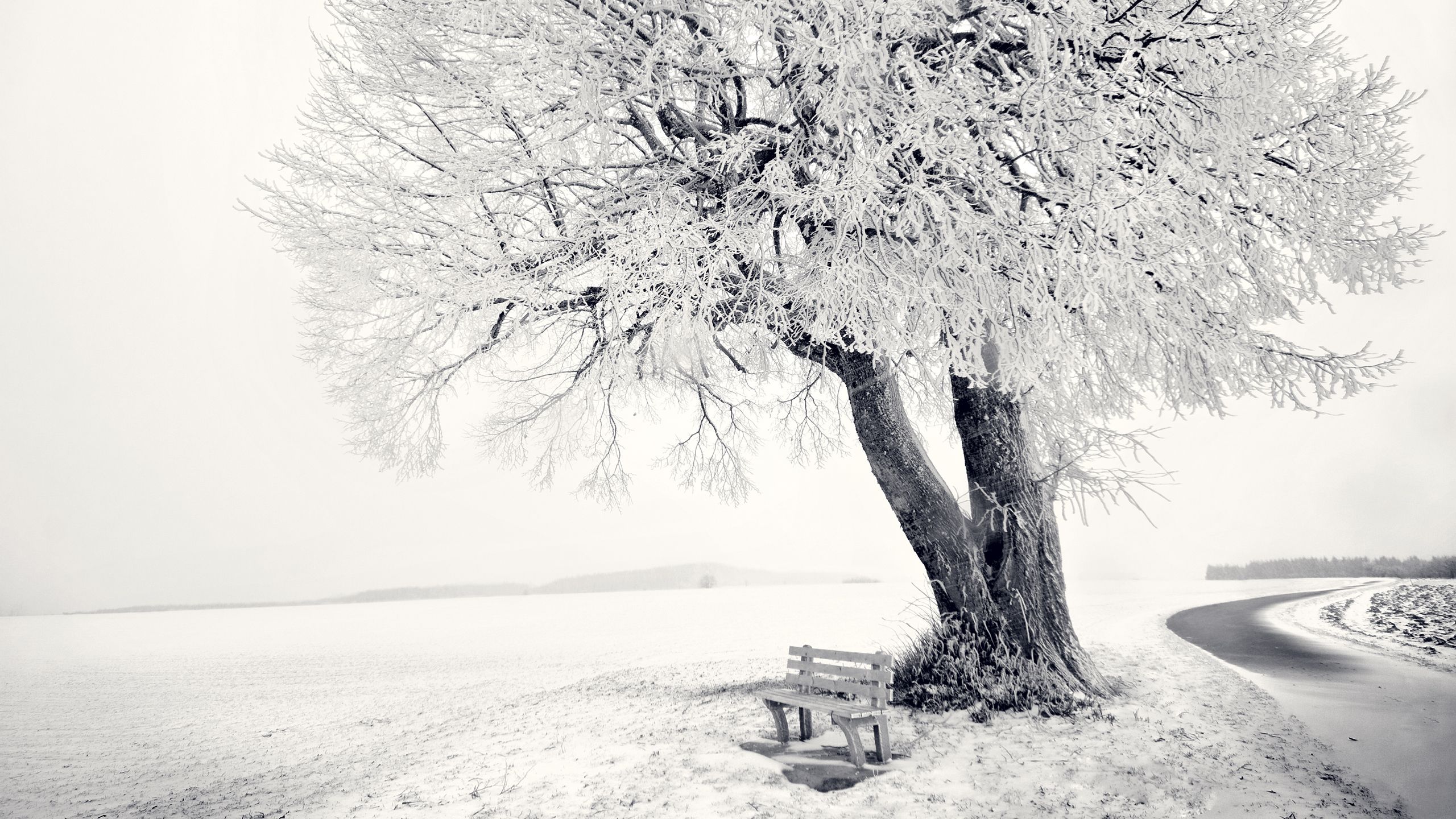 Snow Winter Scene Wallpaper 2560x1440 ID22858