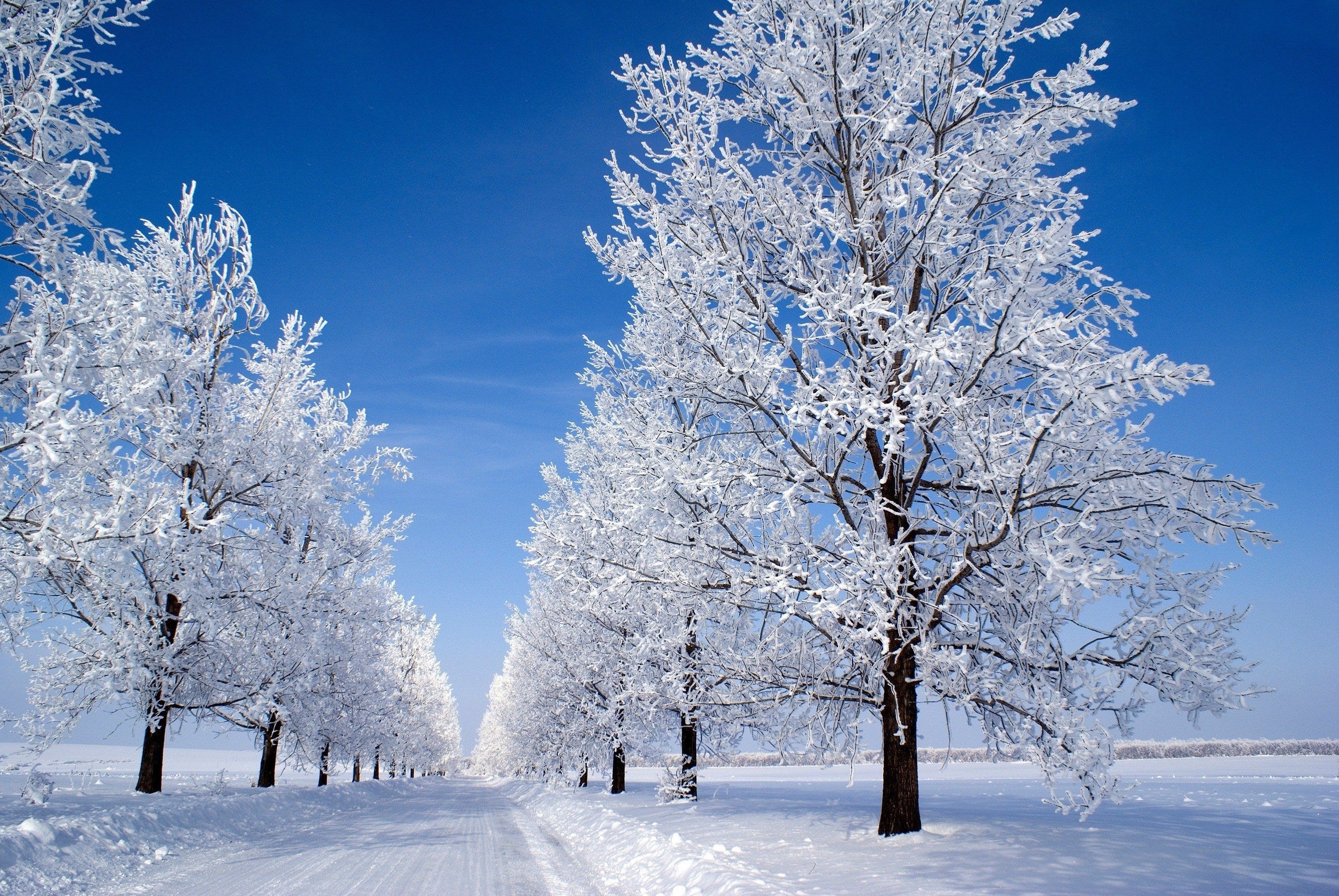 Wallpaper winter, snow, tree, alley, road, sky desktop wallpaper