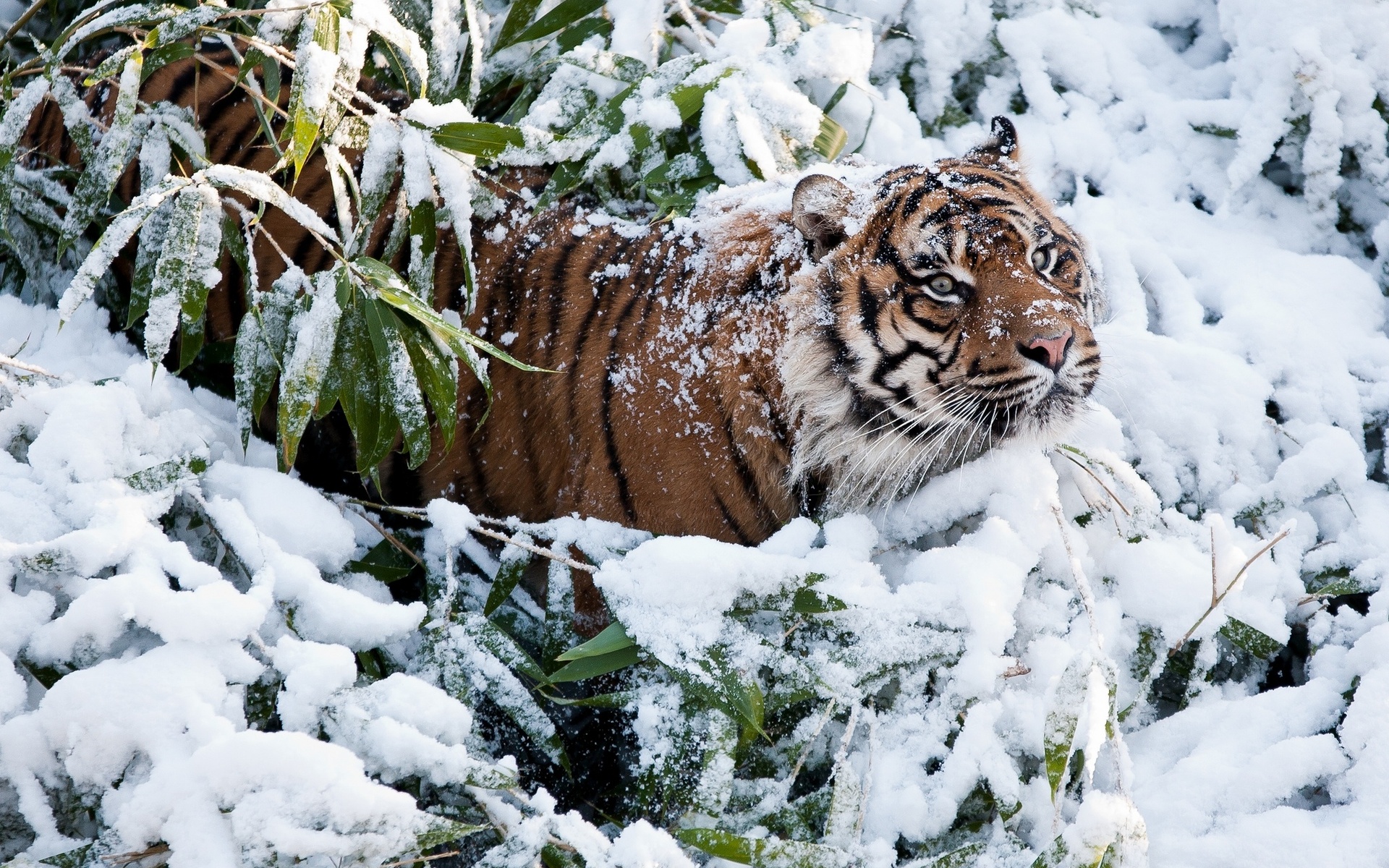 Animals cats tiger winter snow predator wildlife wallpaper