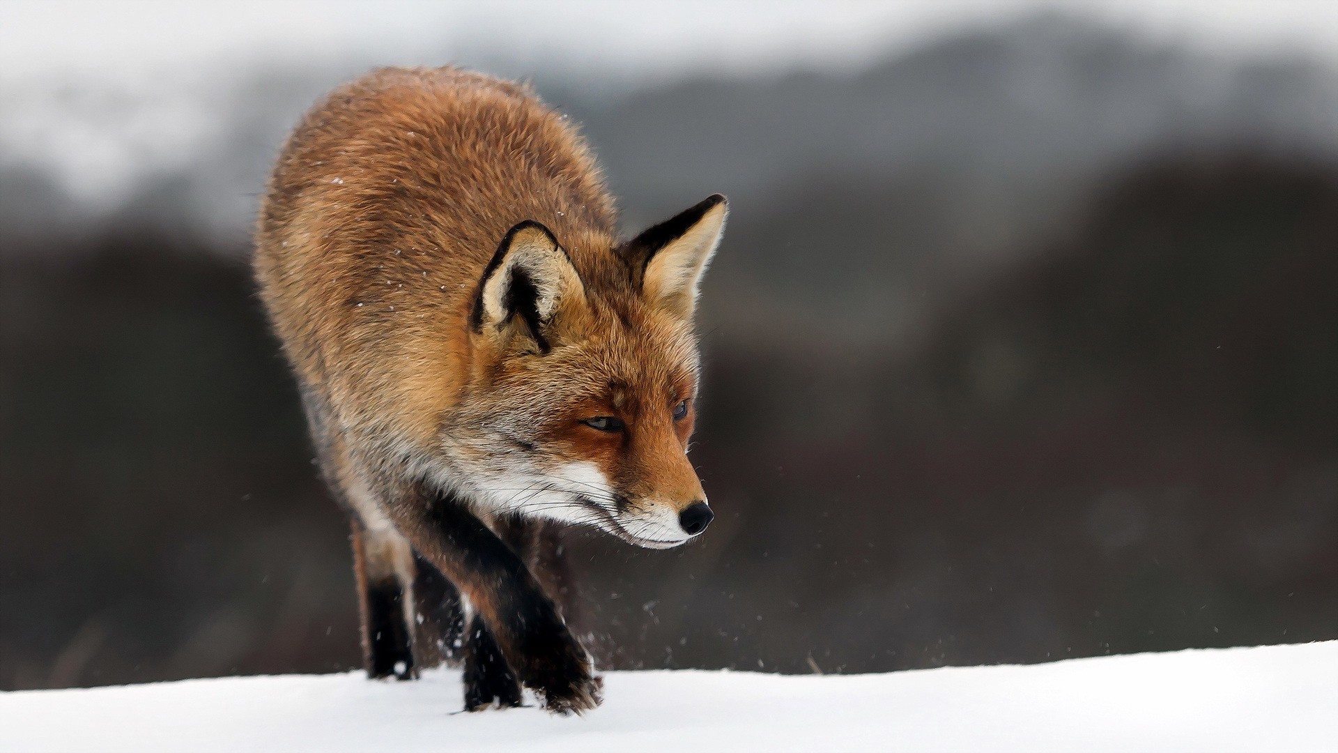 Fox Snow Predators Nature Sweet Wild Animals Cute Winter Wildlife