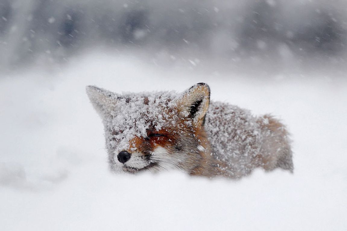 Other Snow fox Photography Fox Abstract Nature Wild Animals Cute