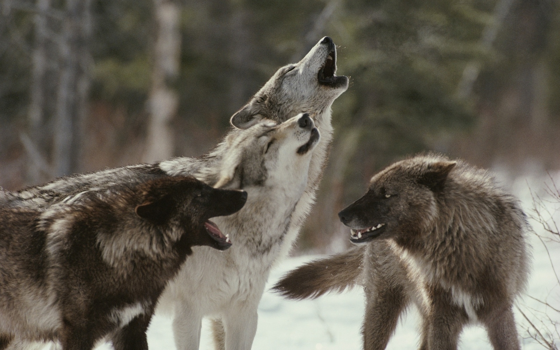 Animals wolves wolf trees forest wildlife predator winter snow