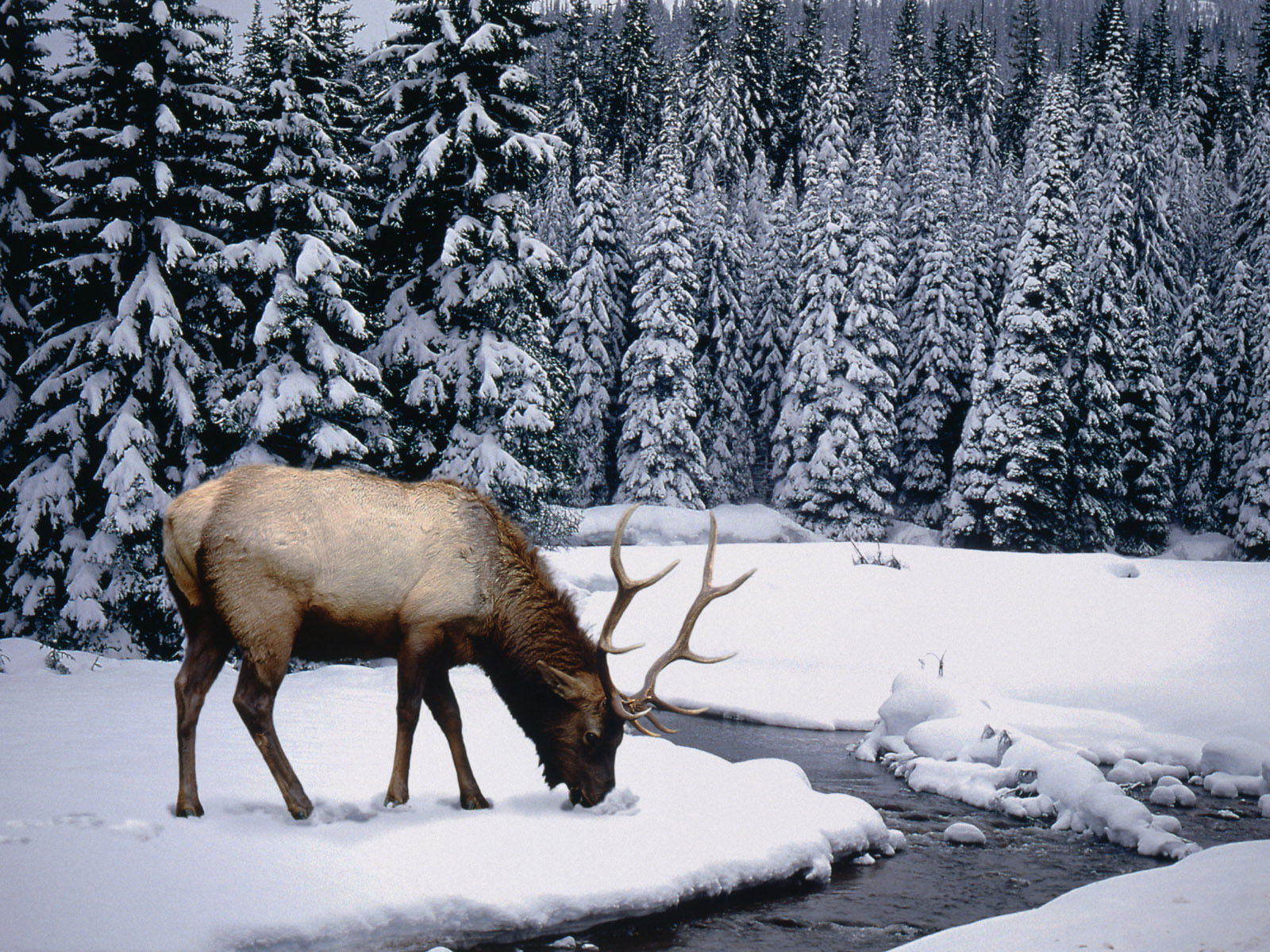 Winter stag wallpapers 1277 1600
