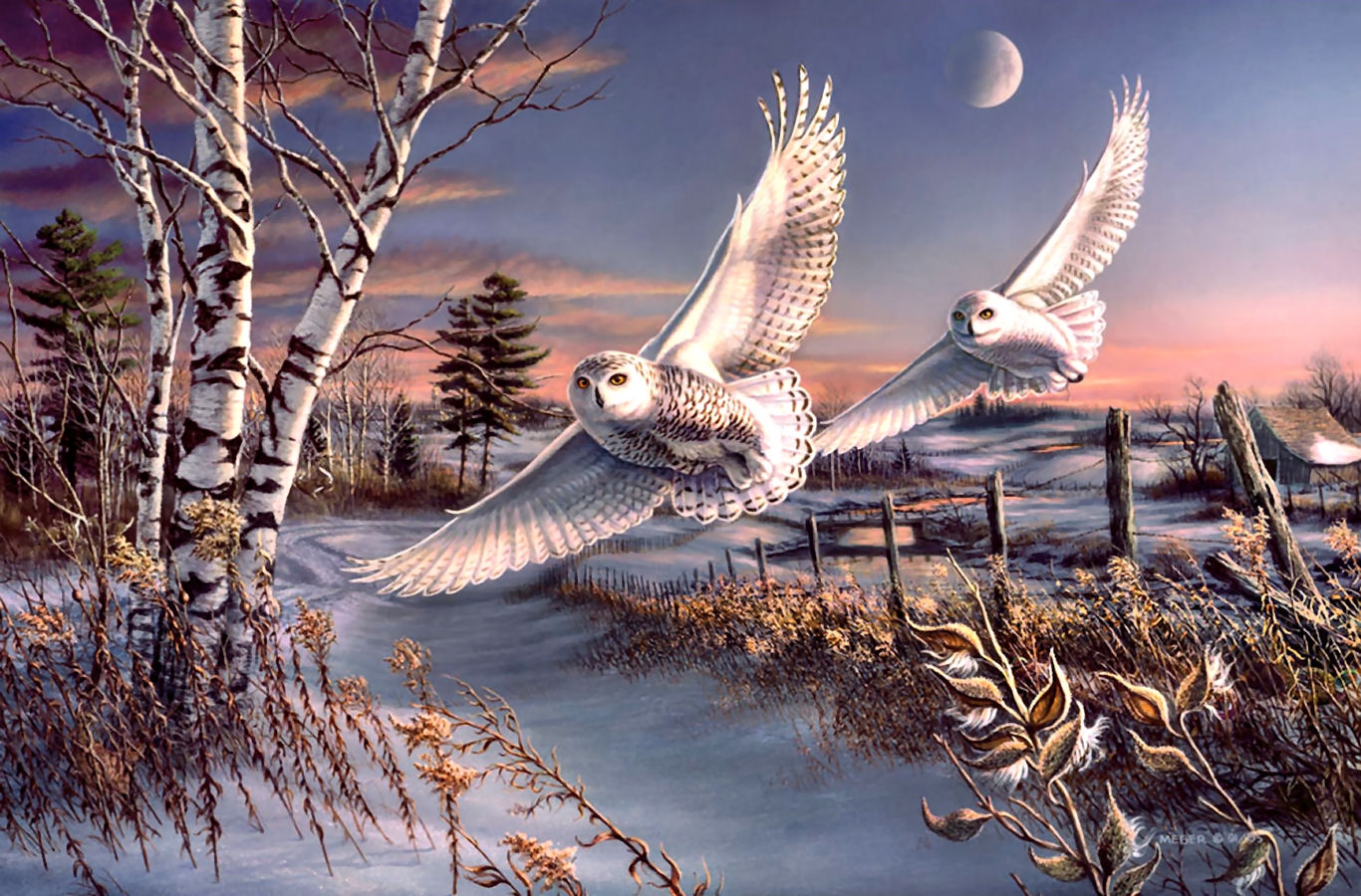 Birds Great Snowy Owls F2mp Painting Bird Animal Snow Winter