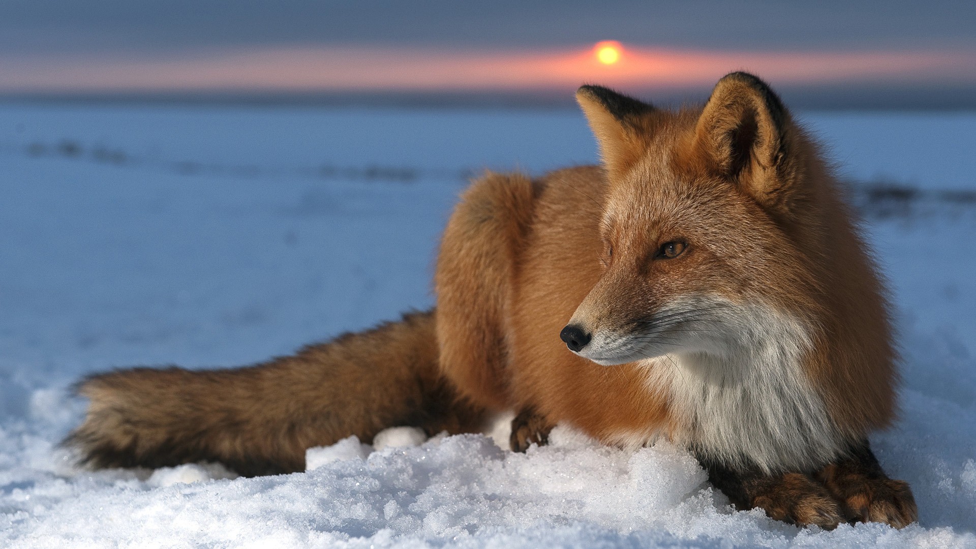 Snow Sun foxes wallpaper 1920x1080 65460 WallpaperUP