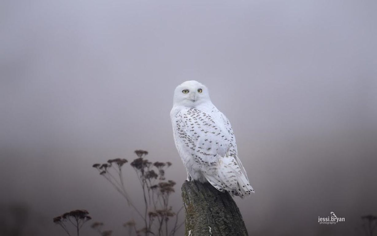 Snowy Owl Ii Autumn Snow Photography Predators Abstract Predarory