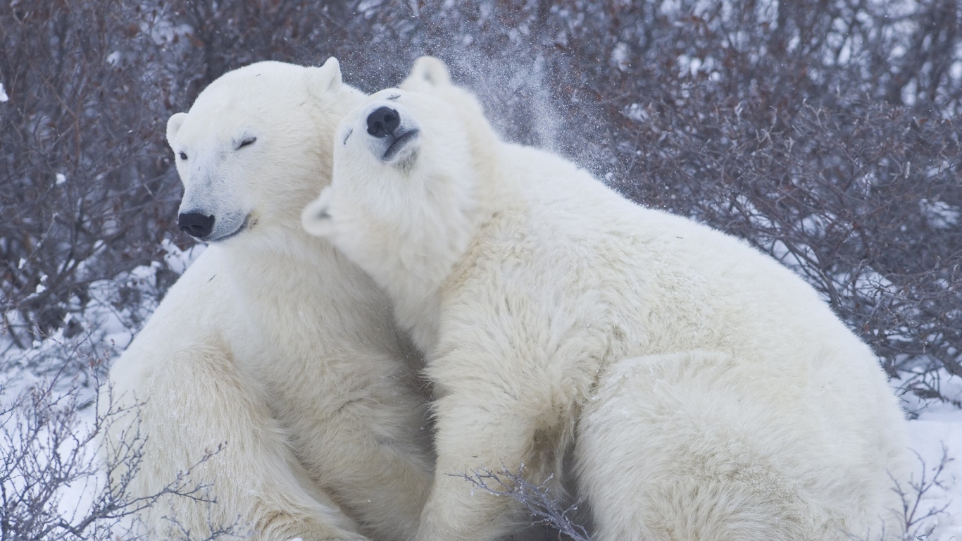 Bears Bear Hug Wild Wildlife Predators Polar Nature Sweet Animals