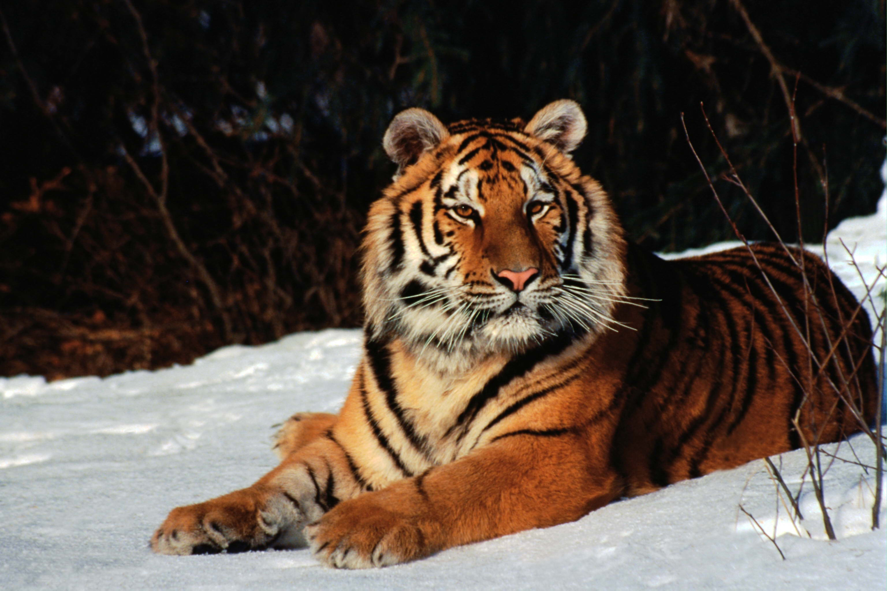 Winter tiger wild cats wildlife wallpaper 3072x2048 210770