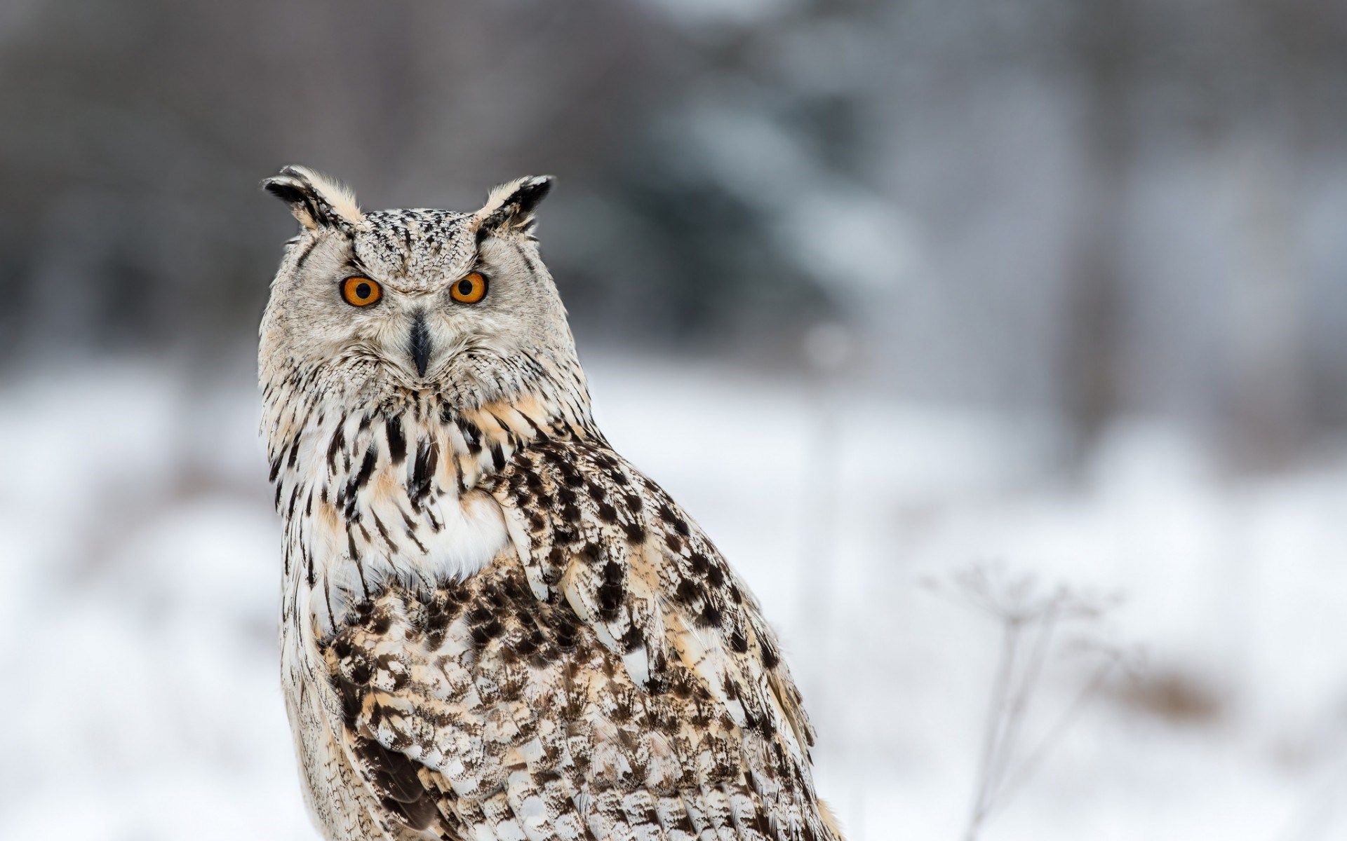 Winter siberian HD Walpaper Animal Owl WildLife HD WALLPAPER WIDE