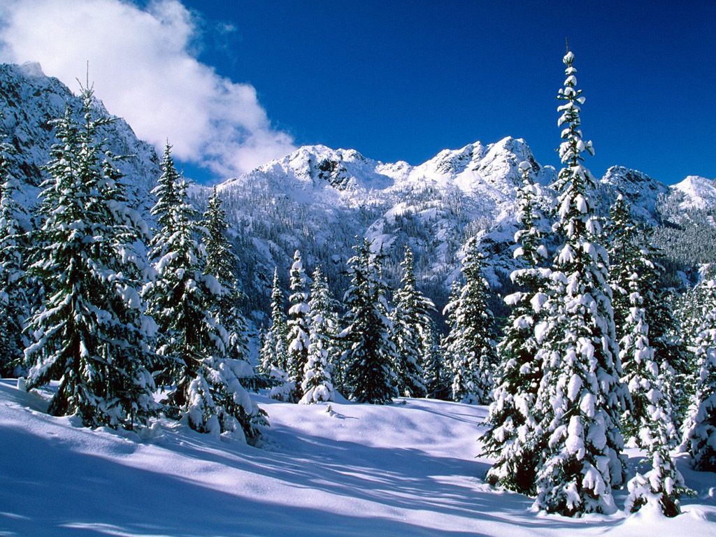Winter wonderland Dreamy Snow Scene wallpaper 1024x768 NO.47