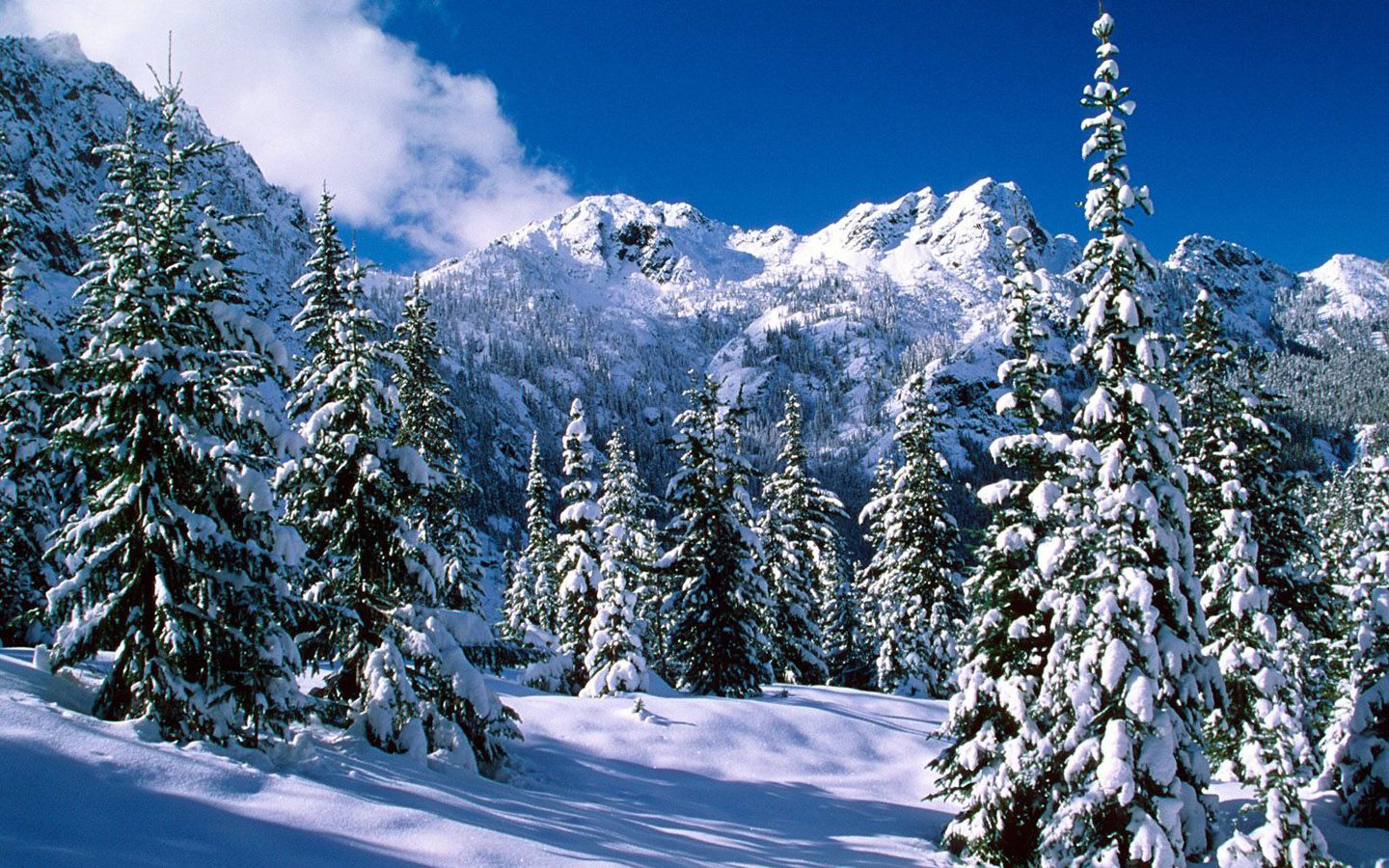 Winter wonderland Dreamy Snow Scene wallpaper 1440x900 NO.46