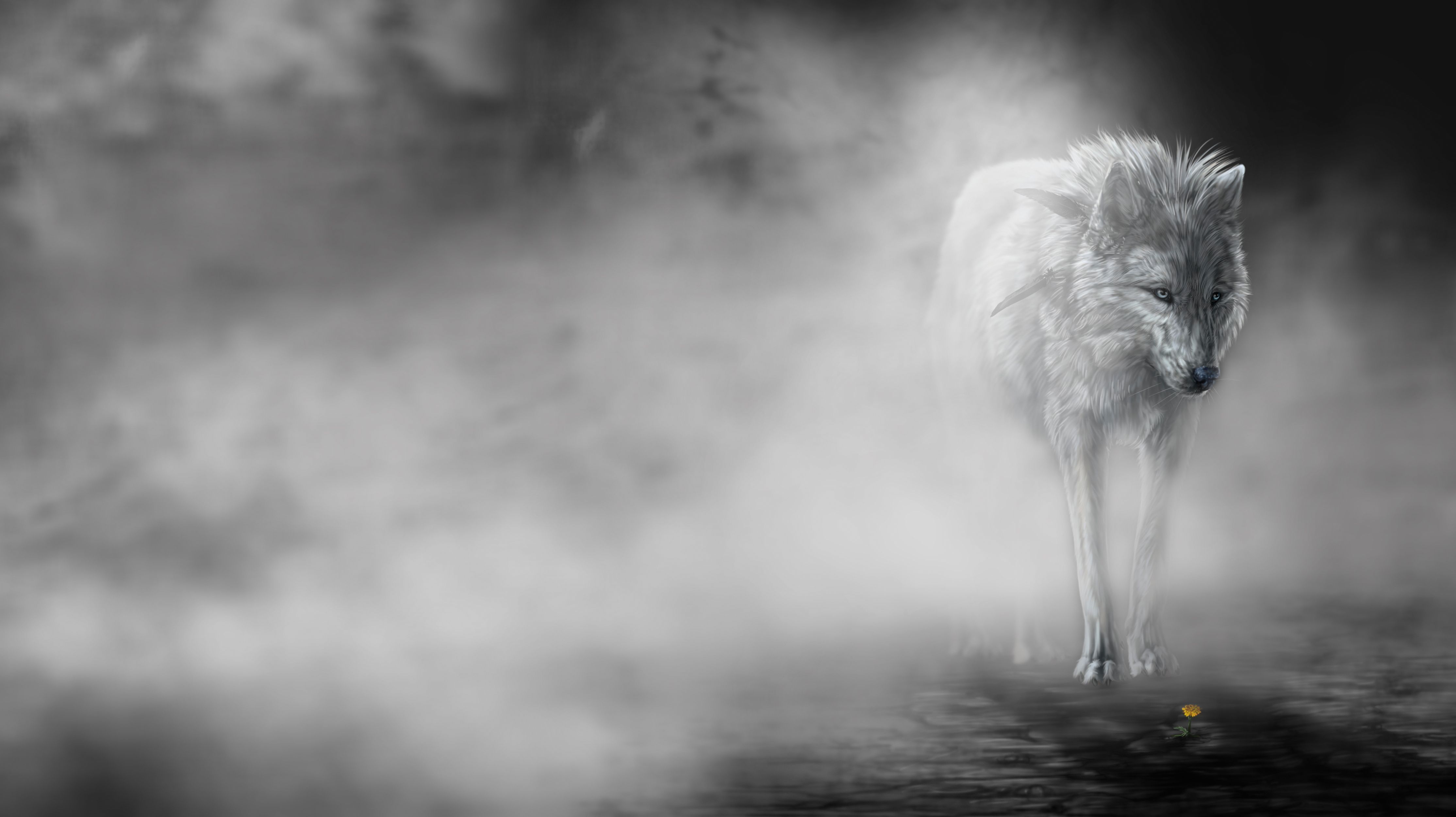 803 Wolf HD Wallpapers Backgrounds - Wallpaper Abyss -