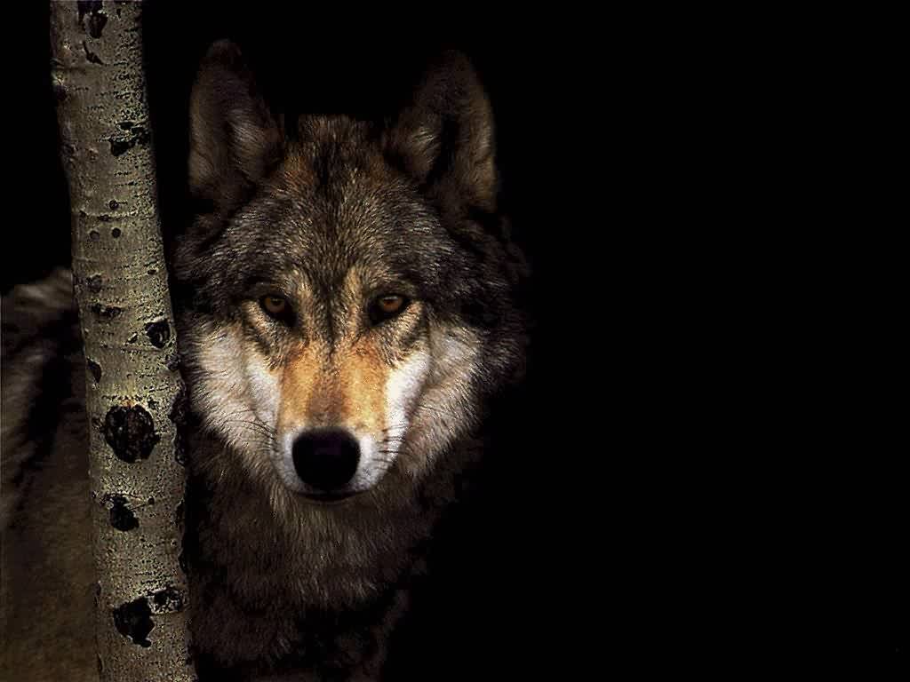 Wolf Backgrounds Pictures