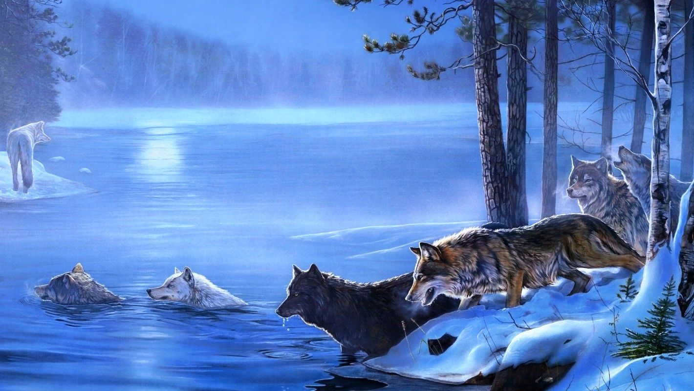 264 Wolf HD Wallpapers Backgrounds - Wallpaper Abyss -
