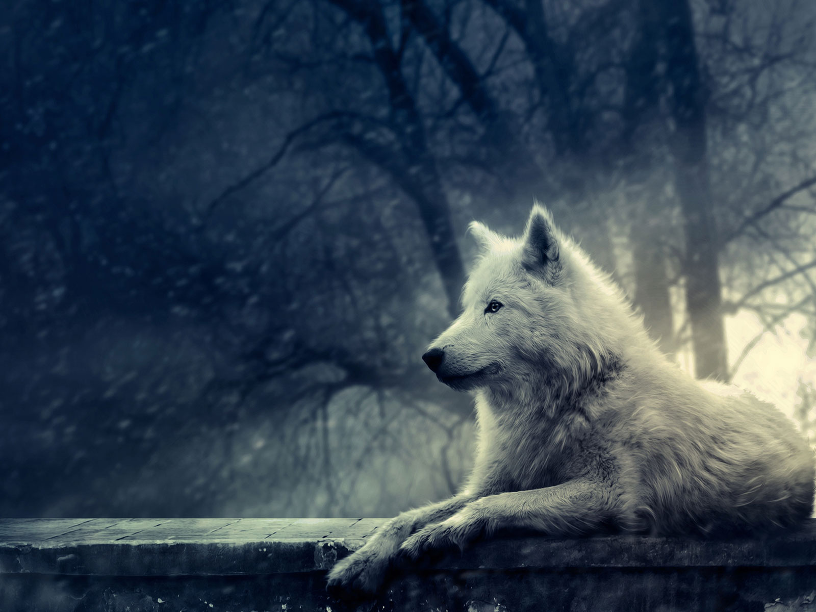 Alone wolf desktop wallpaper cute Backgrounds