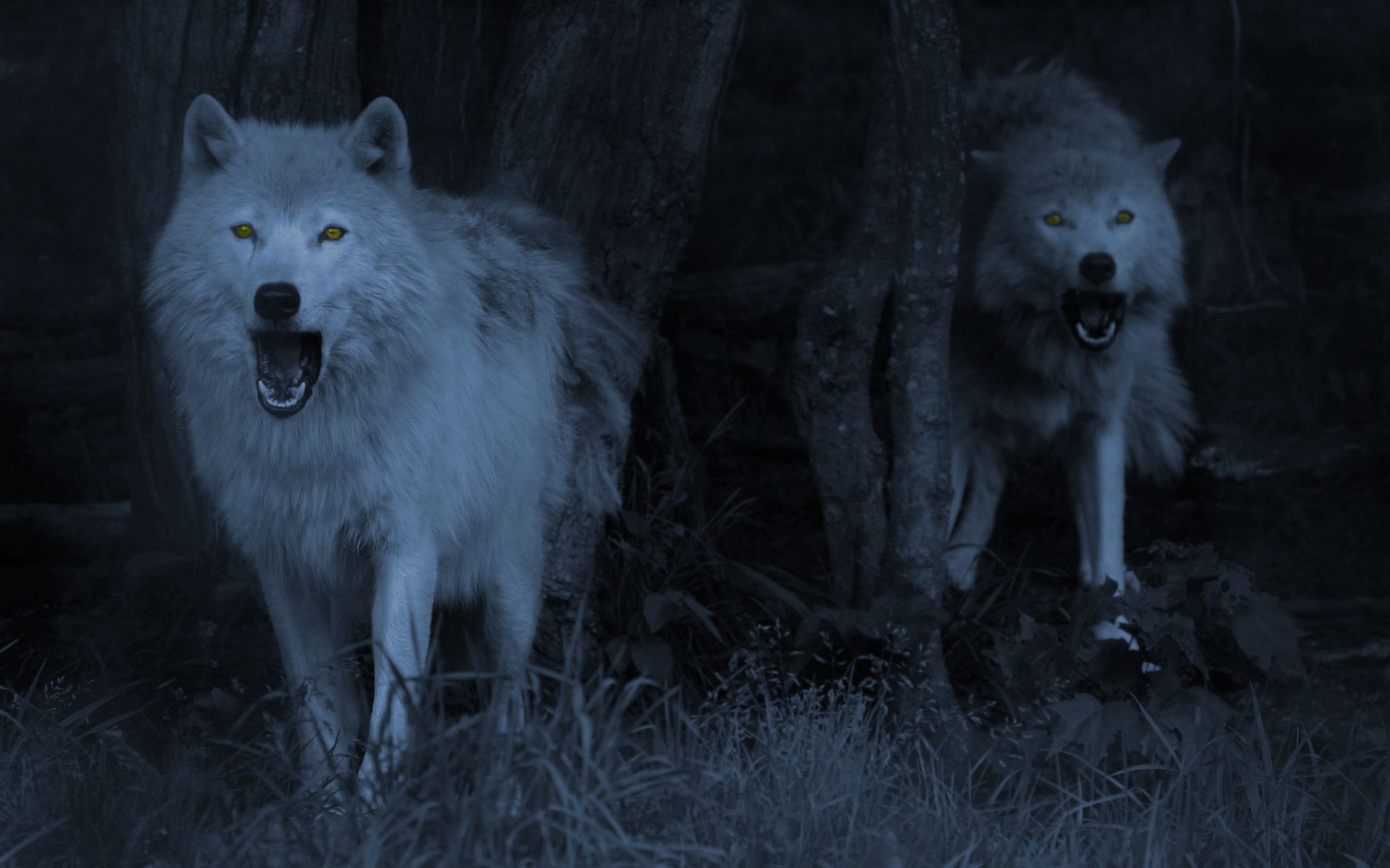 Extra Large Desktop Backgrounds Wolves - Bing images