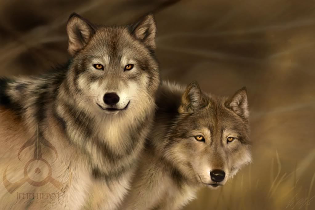 Wolf desktop wallpaper colrivacas