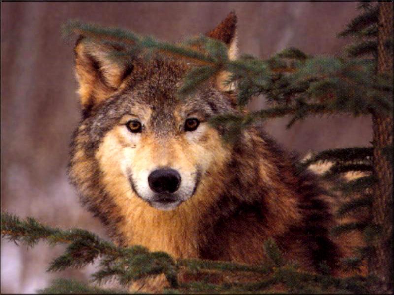 Wolf desktop wallpaper colrivacas