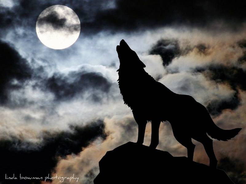 Download Wolf Howling At The Moon Images HD Wallpaper #qmft4 Free