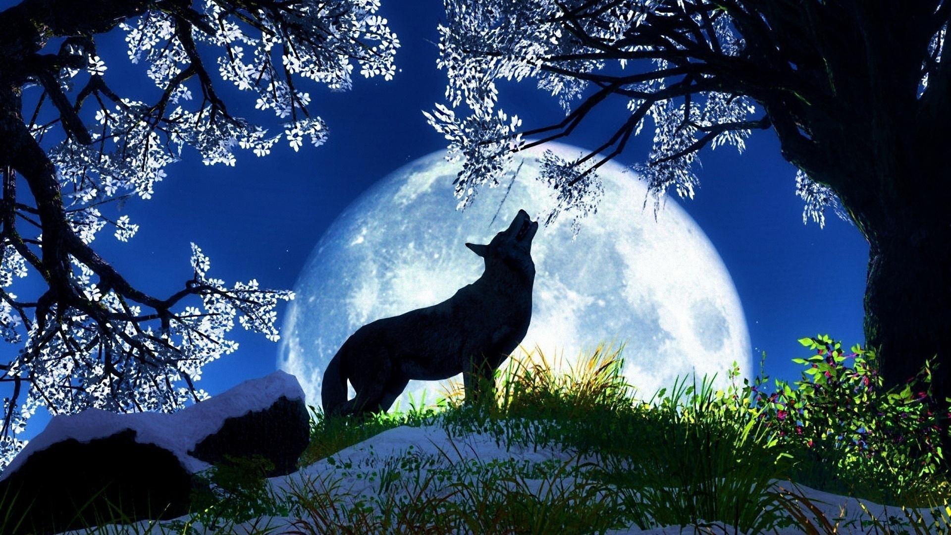 Wolf Moon HD desktop wallpaper Widescreen High Definition