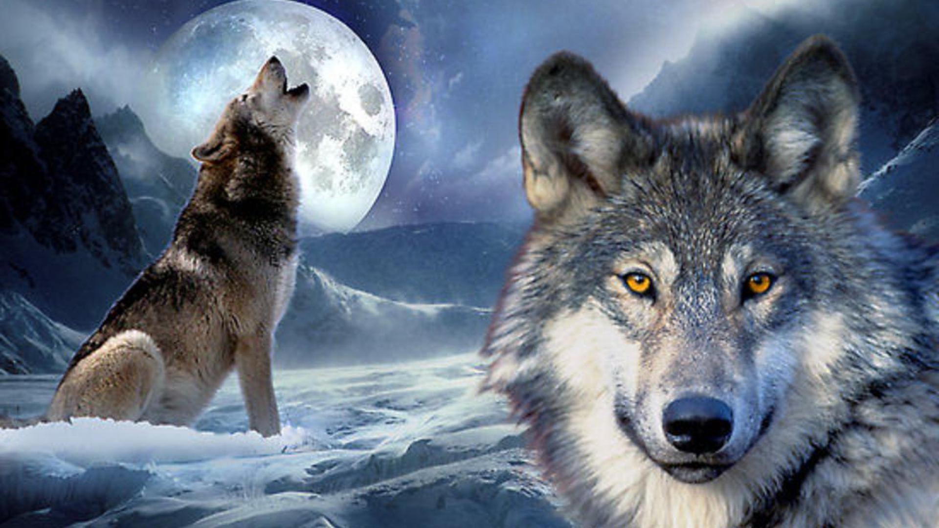 Wolf Howling At The Moon Wallpapers - Wallpaper Zone
