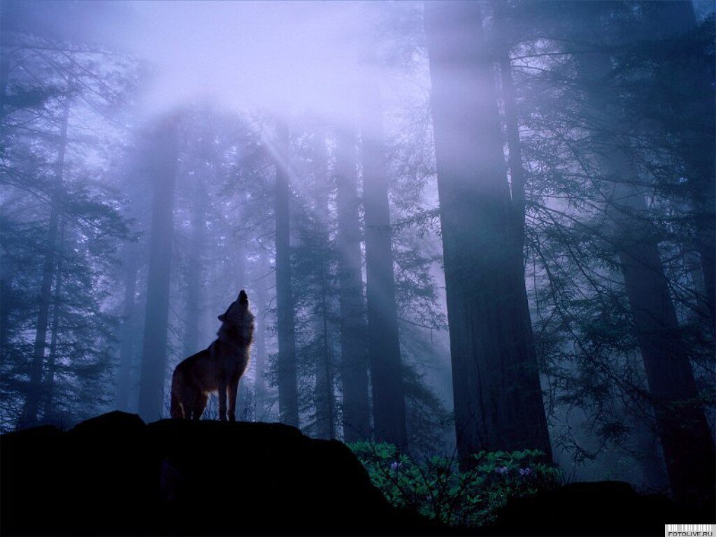 Wolf Howling At The Moon Wallpapers - Wallpaper Zone