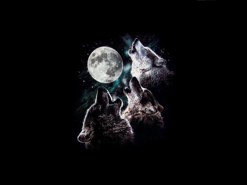 3 wolf moon howling Moon Night sky stars three trio wolves HD