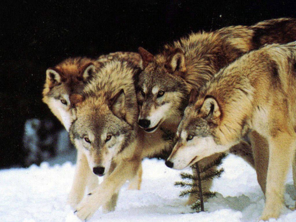 Wolf Pack - Wolves Wallpaper 10113490 - Fanpop