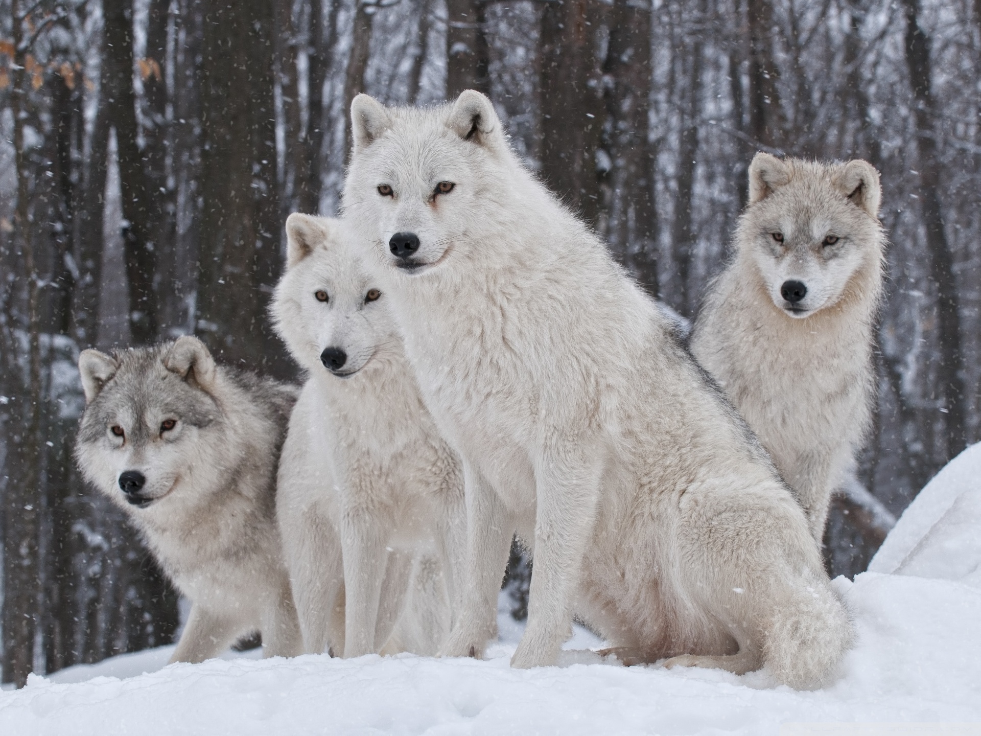White Wolves Pack HD desktop wallpaper Widescreen High resolution