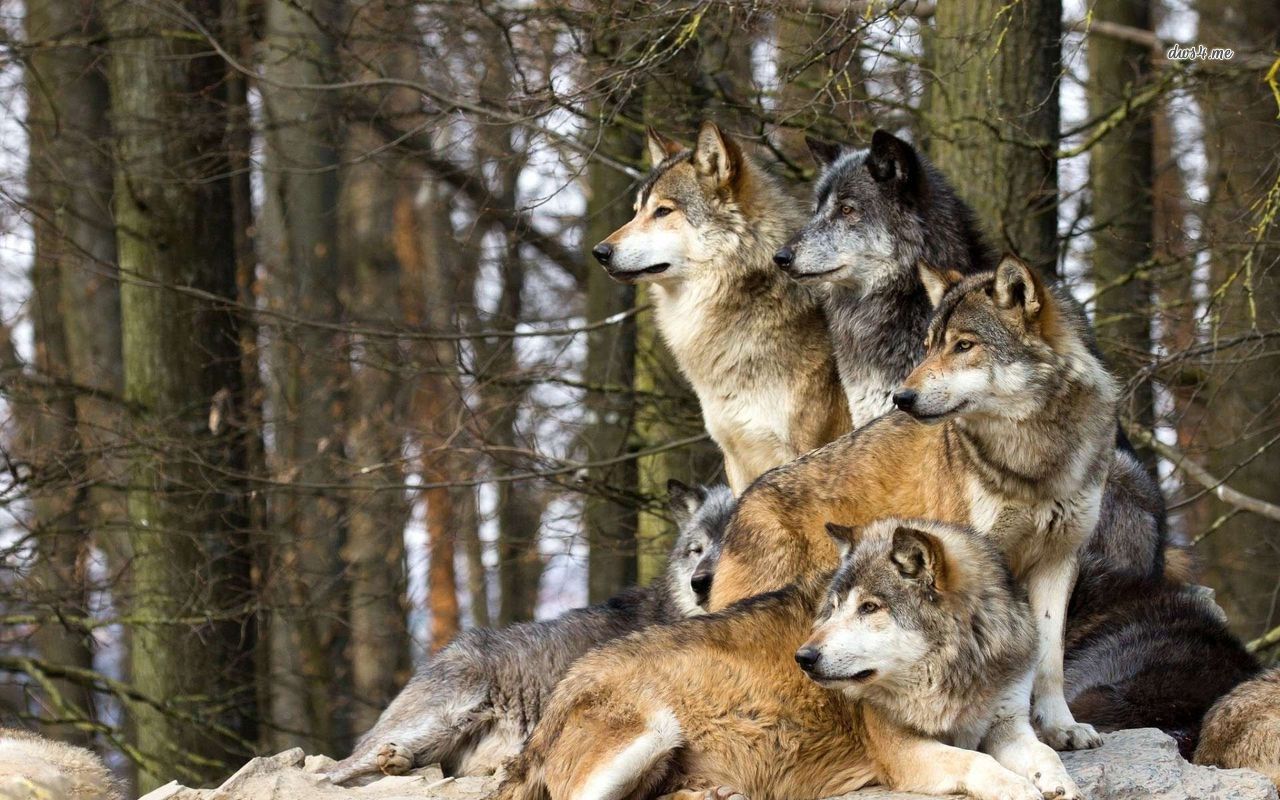 24659 wolf pack 1280800 animal wallpaper