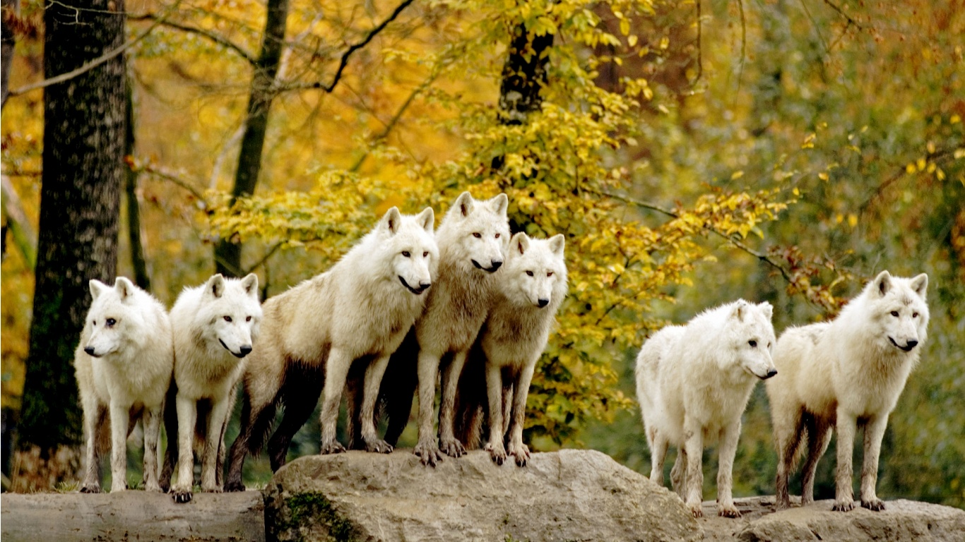 Wolf pack pics wallpaper