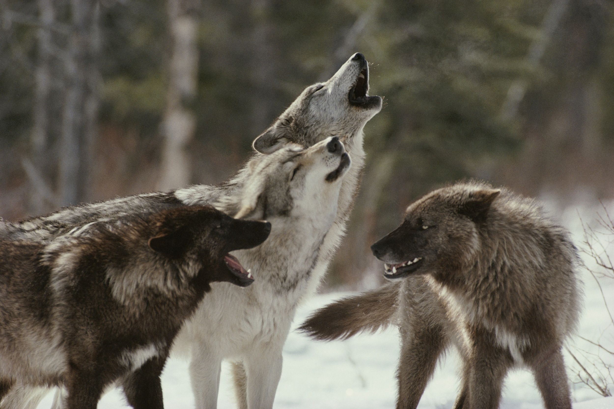 Wolf Pictures All About Wolves