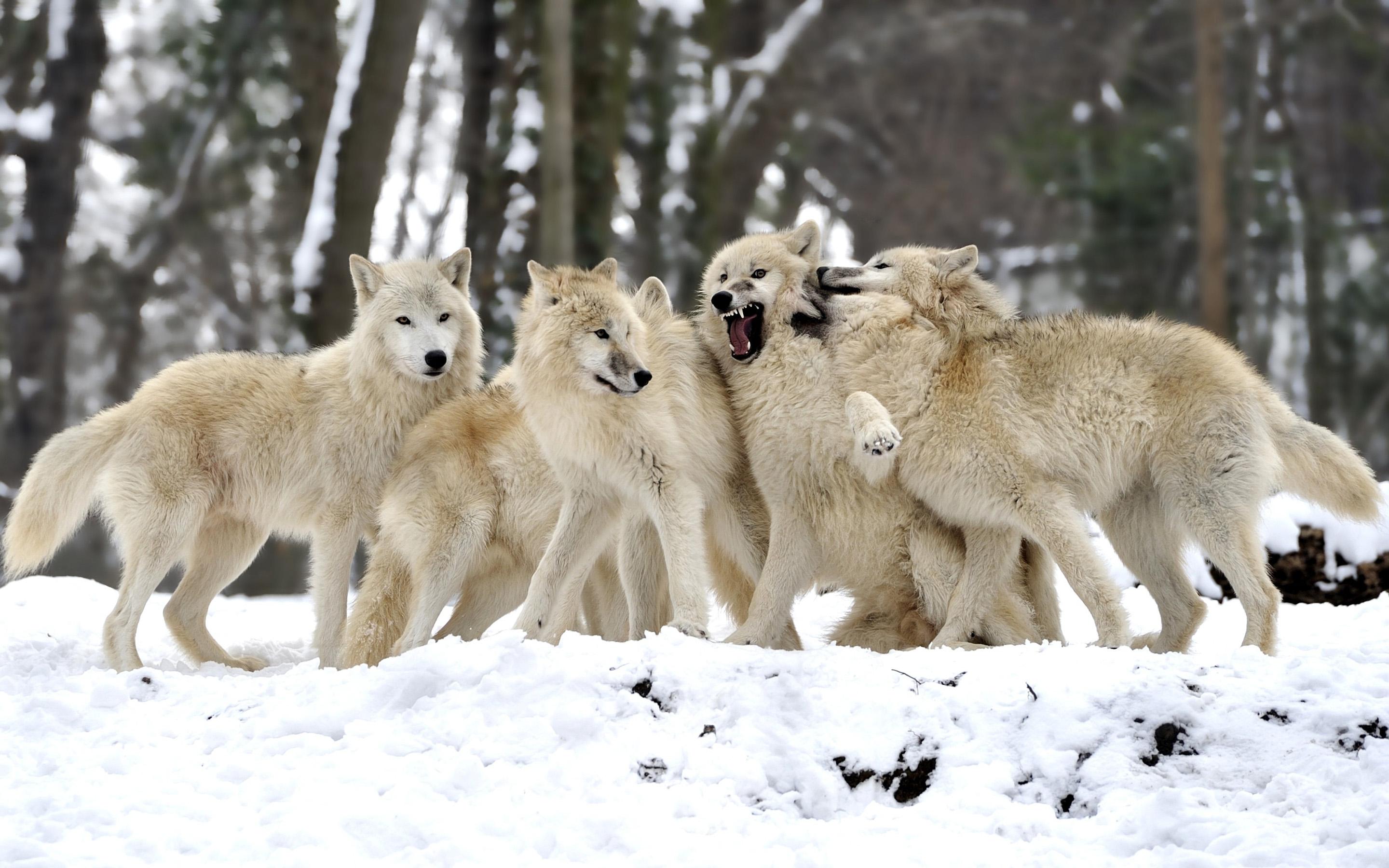 Pack Of Wolves Wallpaper 2880x1800 ID40799