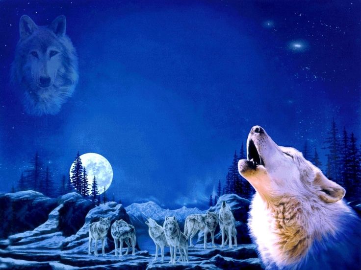 Anime Wolf Pack WOLF PACK Wallpaper The beautiful and other