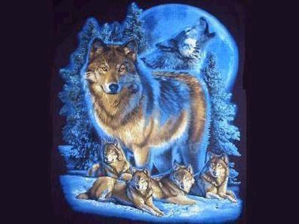 WOLF PACK IN BLUE WALLPAPER - - HD Wallpapers