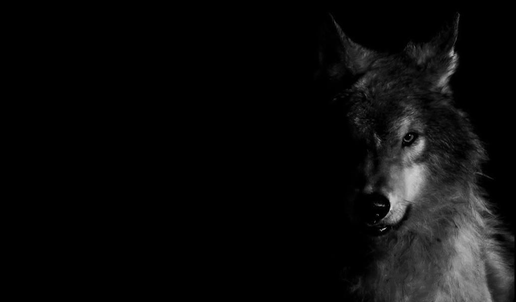 Wolf Pack 2 HD Live Wallpaper - Android Apps and Tests - AndroidPIT