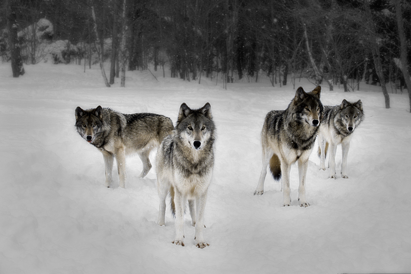Wolf wolves cold pack wallpaper 1920x1200 25623 wallpaperup