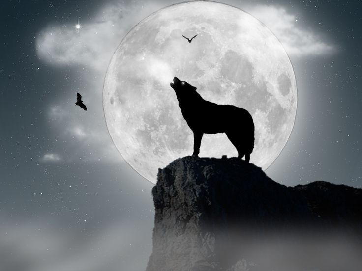 Howling Wolf Wallpaper Desktop Design 1600x1200 Pixel Lupus