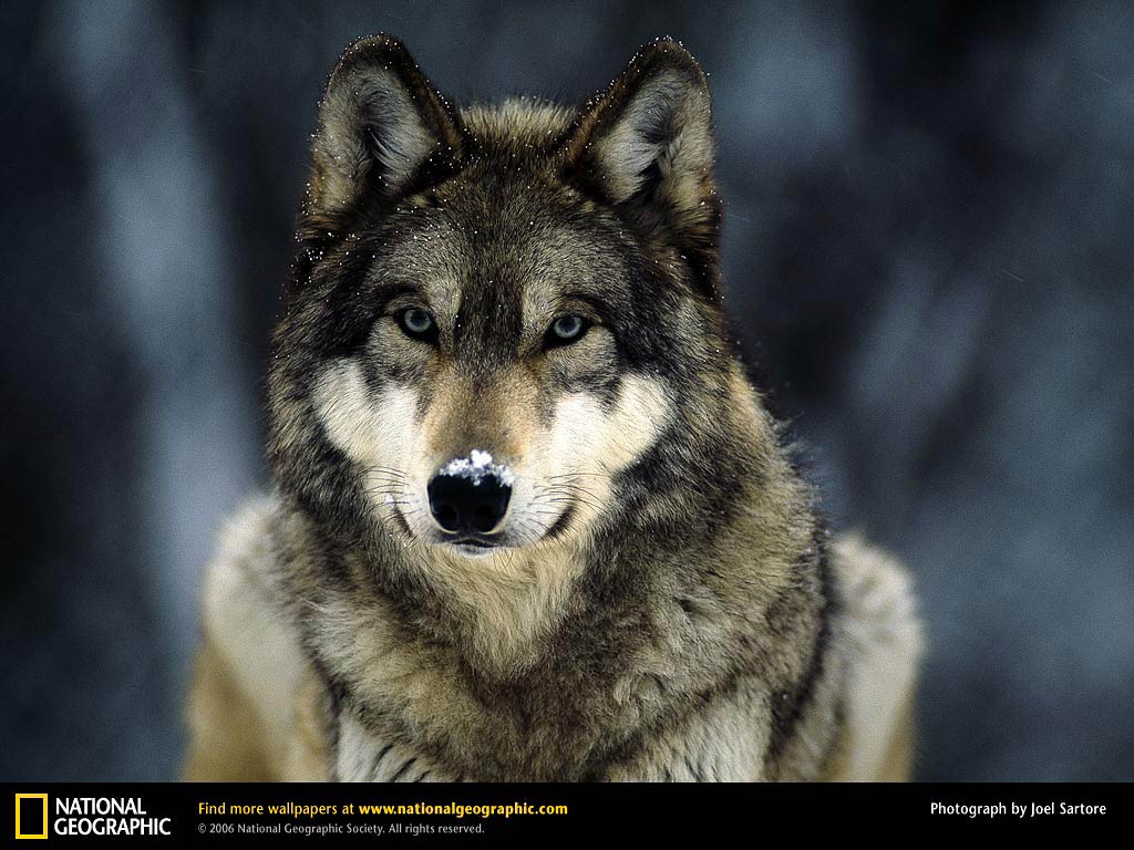 Free Wolf Wallpaper download - Animals Town