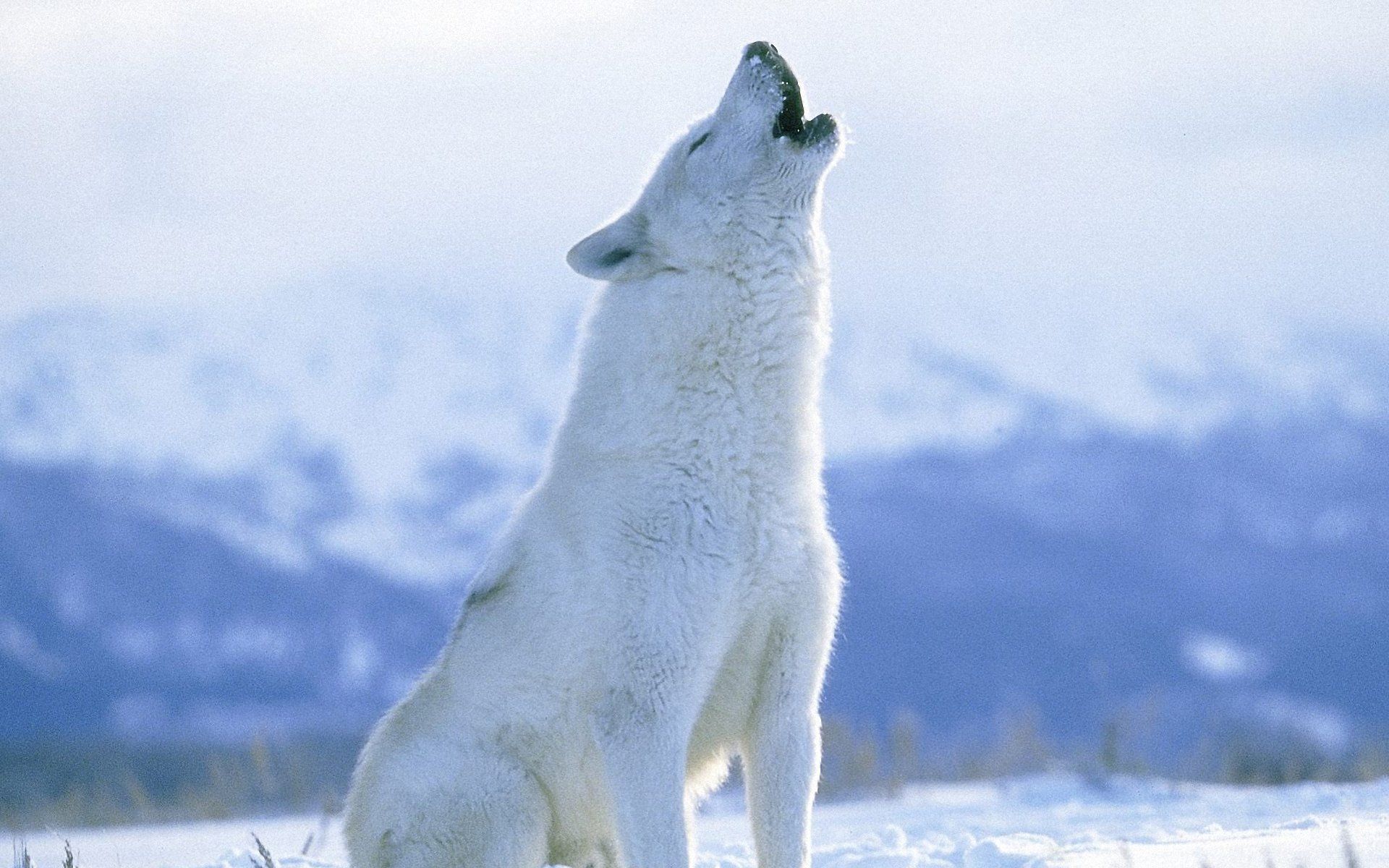 Arctic Wolf Wallpaper 1920x1200 Wallpapers,Arctic Wolf 1920x1200