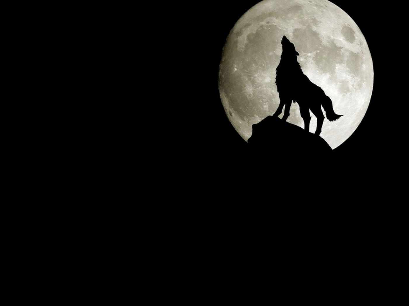 Wolf Wallpapers Free Download Group (77+)