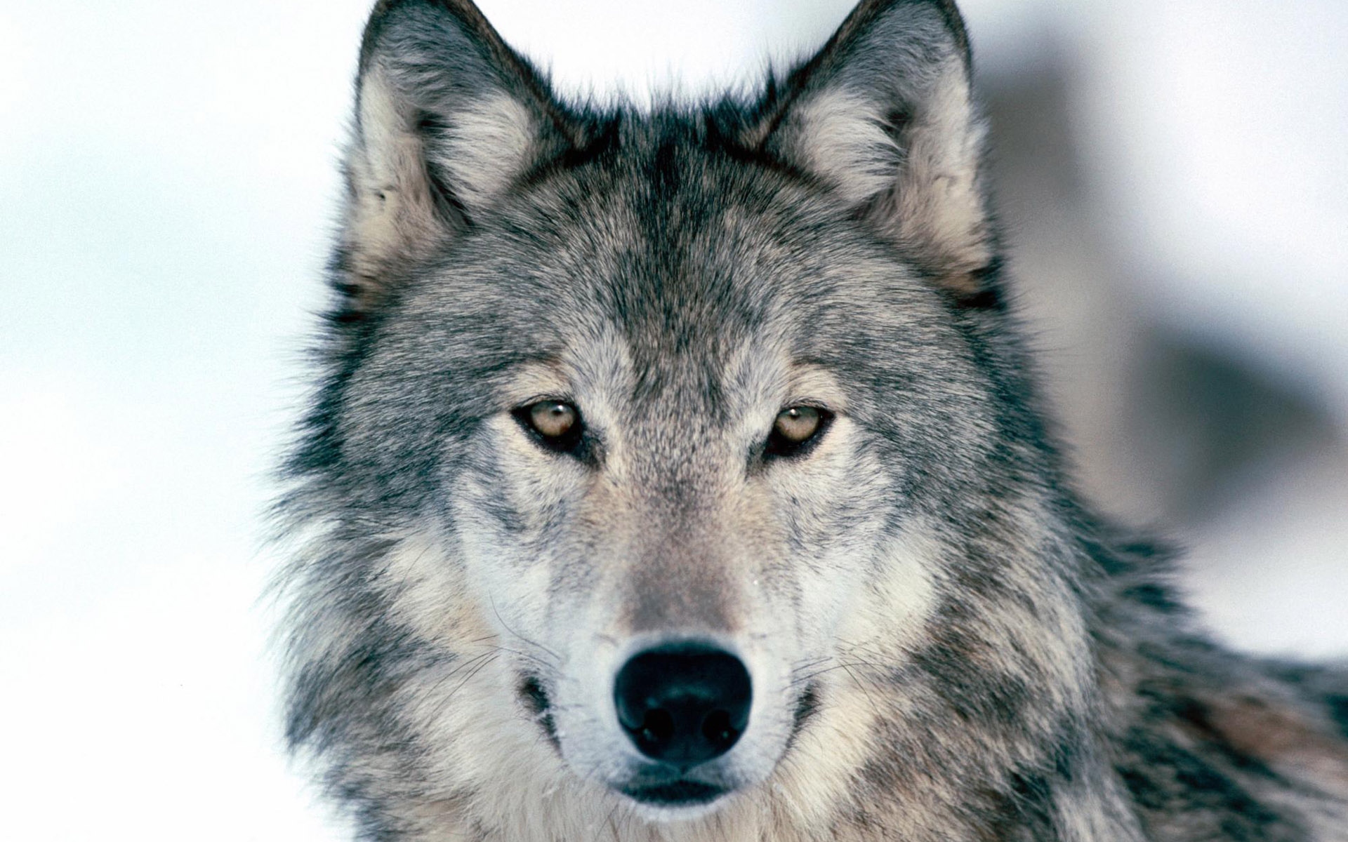 Hd free wolf wallpaper download 3d hd pictures
