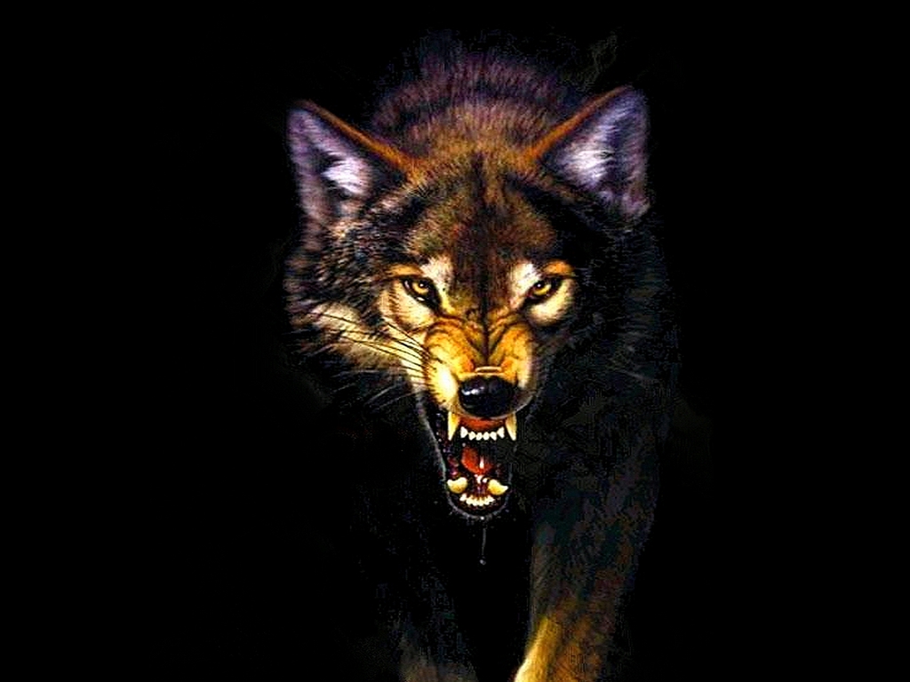 Wolf Hd Wallpaper View HD