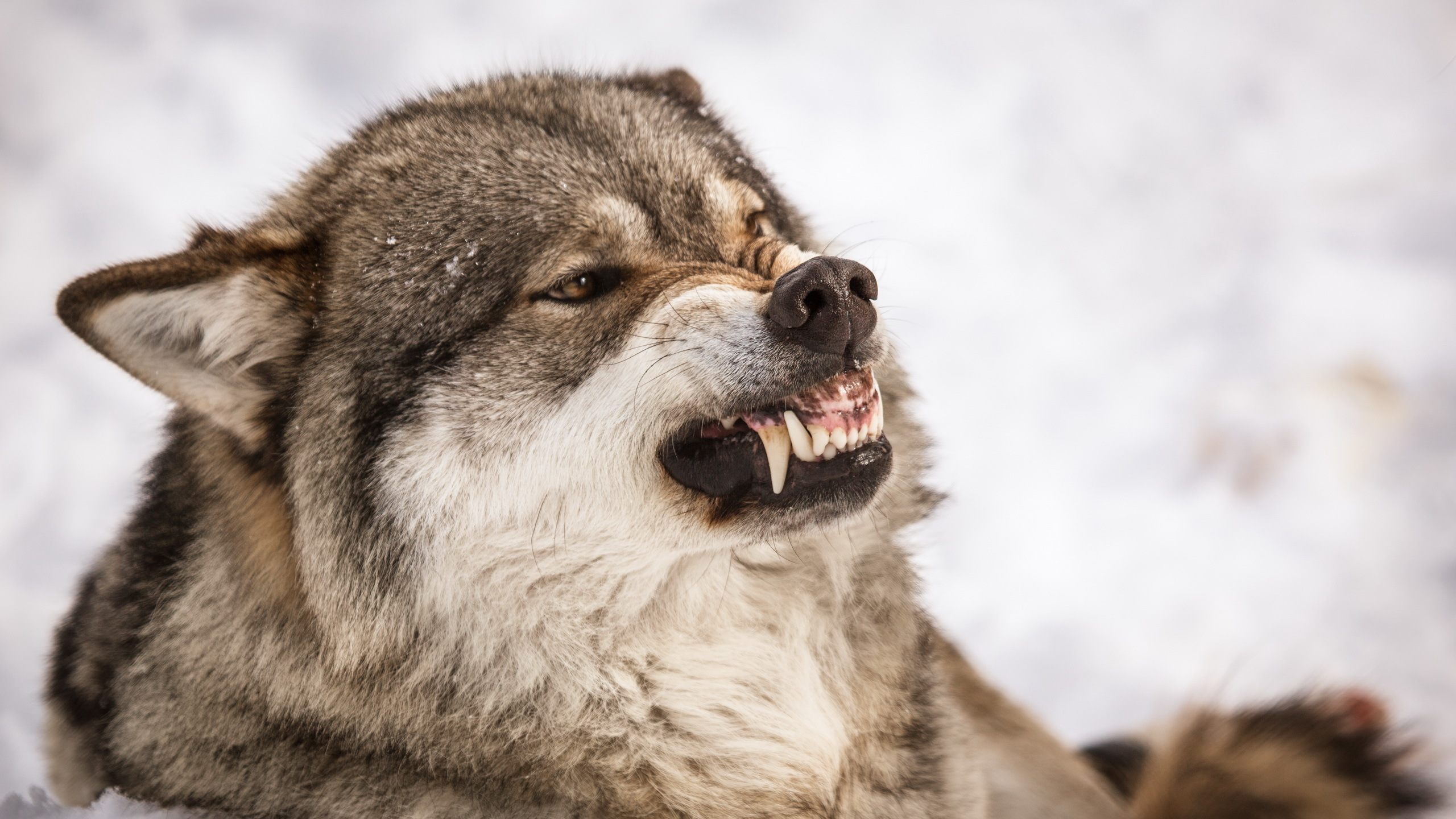 Wolf animals angry 1080P 2K 4K 5K HD wallpapers free download  Wallpaper  Flare