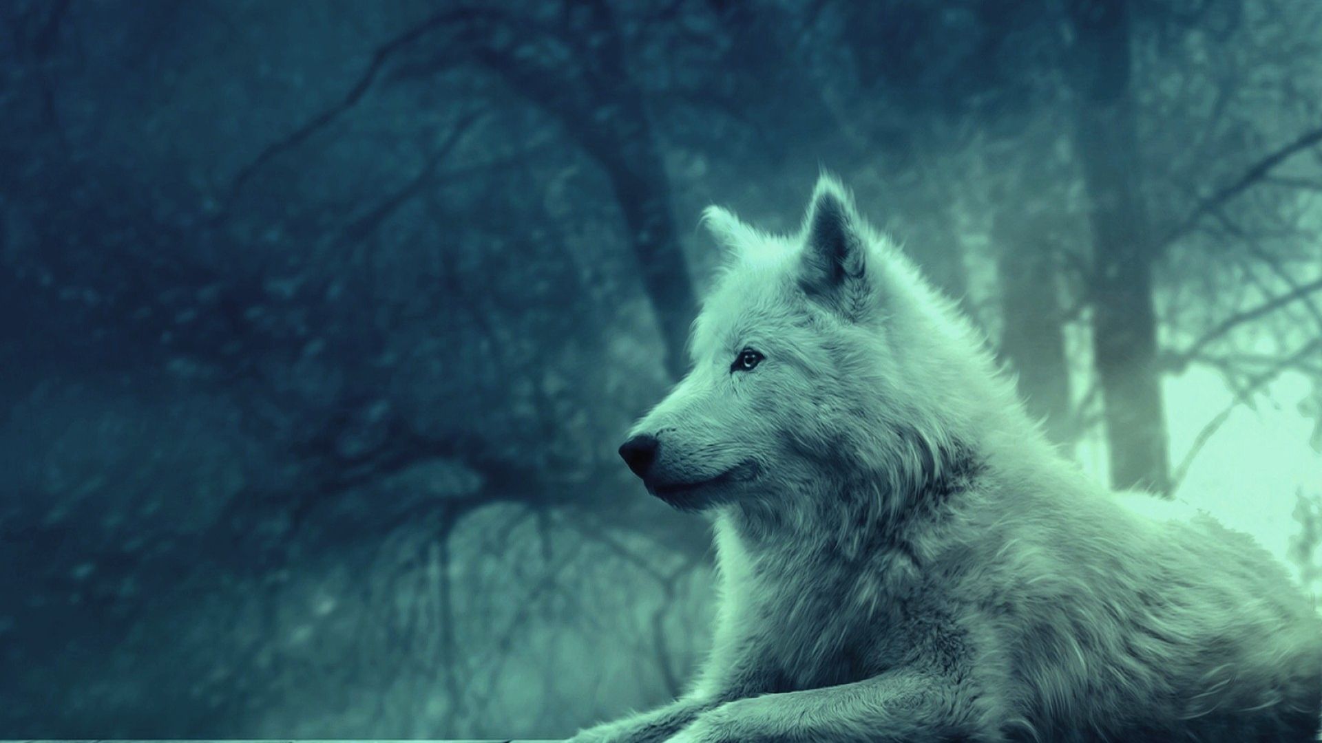 Wolf Wallpapers HD